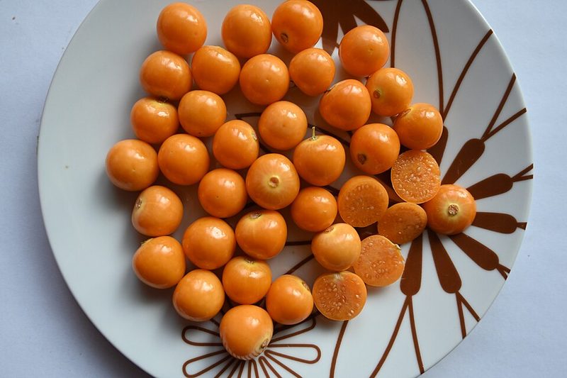 Aguaymanto (Physalis peruviana) — planta medicinal