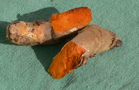 Curcuma — imagen 2